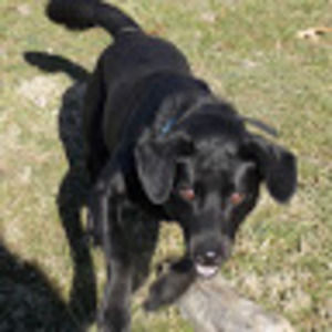 Meet your Posher, Dominick